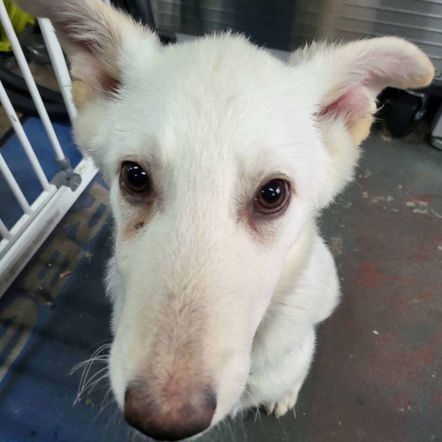 Your bike feeling a little "Ruff" time for a tune-up or service. We can "sniff" out all the problems and have it running like new!
Same day turnaround available.
https://www.myspokes.com.au/book-a-service