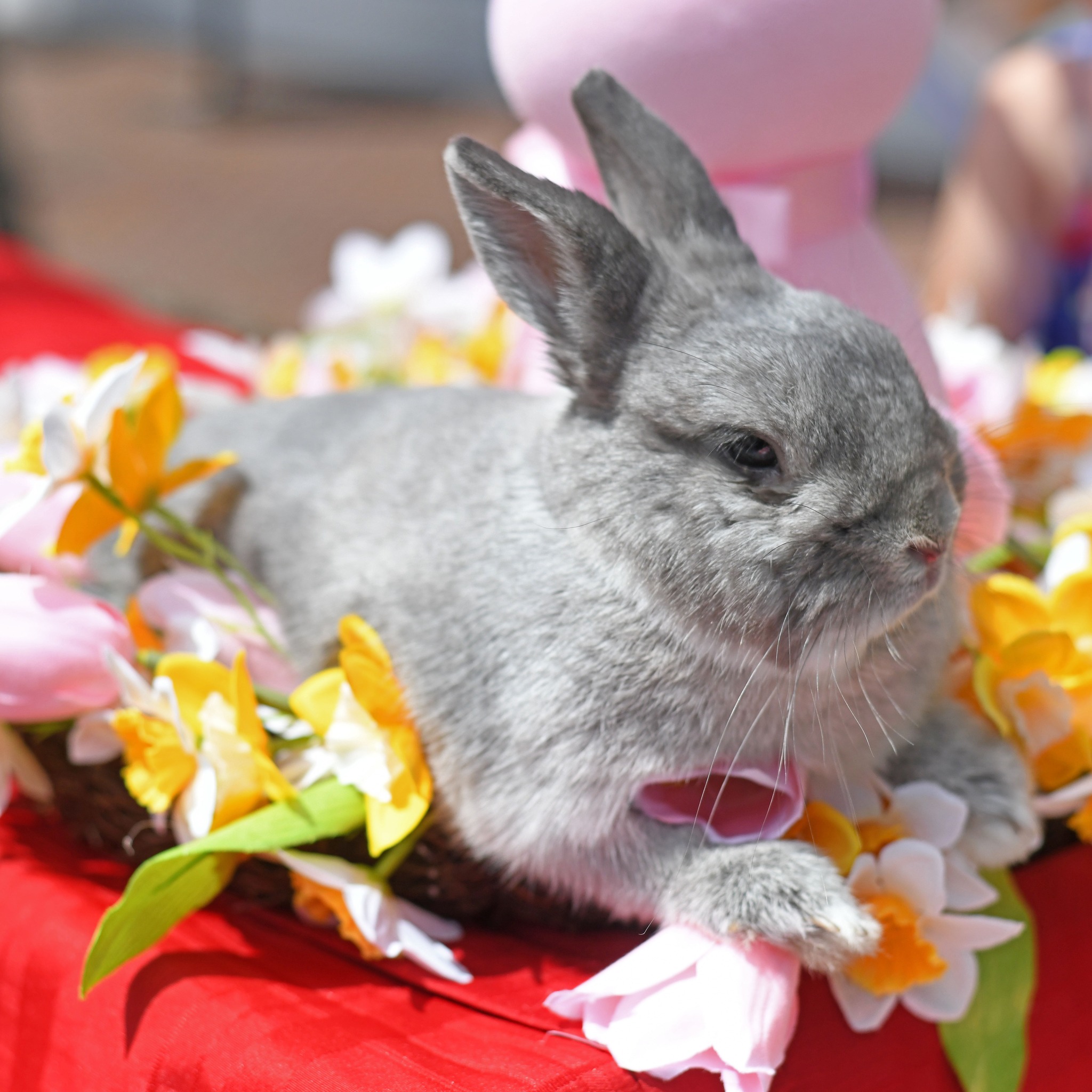 🌞 Happy Easter from the @sarasotafarmersmarket! 🐣
There’s something so special about mornings here — great energy and so many little moments happening all around.
I stopped by yesterday with my camera and couldn’t help but capture a few candid scenes. The market is full of life and connection — exactly the kind of energy I love to document.
If you're ever hosting a booth or planning a market event and want that behind-the-scenes magic captured, I’d love to connect!
#Sarasota #SRQ #SarasotaFarmersMarket #FarmersMarket #CandidPhotography #Candid #DocumentaryPhotography #CandidSRQ