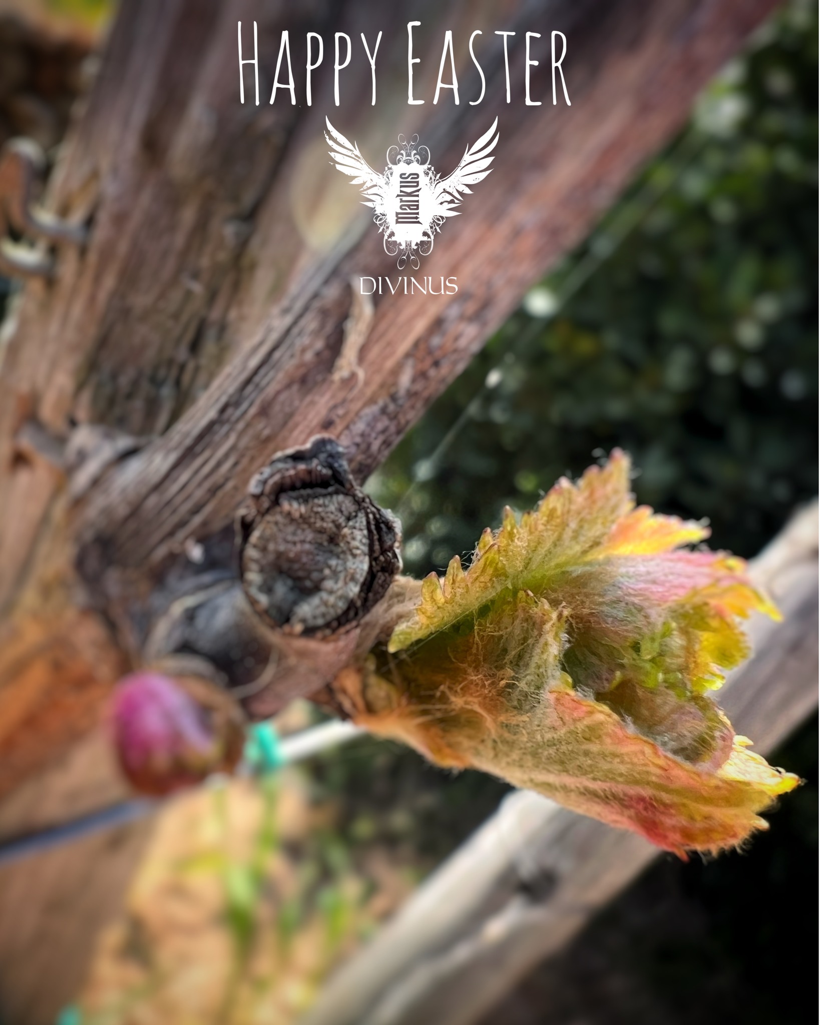 Celebrate Easter with Markus Divinus Wines! Wishing all our cherished clients a joyous Easter filled with warmth and happiness. Join us on Easter Saturday, March 30th, between 11:00 am and 4:00 pm, as we open our doors at Zafrana Boutique Winery. Purchase a bottle of our unique and limited wines, and enjoy it amidst the serene ambiance of our winery. Appointments are only available by booking, ensuring an exclusive and personalized experience. Whether you're planning a festive gathering or simply looking to relish quality time with loved ones, Markus Divinus wines, with their limited bottles, are the perfect choice for your Easter celebrations. Cheers to Easter with Markus Divinus! #MarkusDivinus #EasterWines #EasterCelebration #WineLovers #EasterSeason