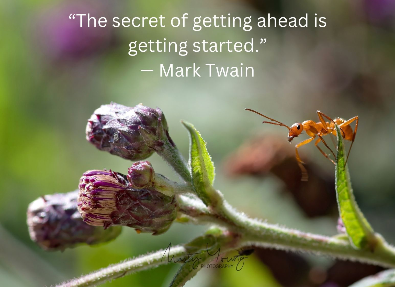 Photo taken by Misty Young Photography in Central Missouri
#goodvibes #happythoughts #positivity #happy #beautiful #nature #GetStarted #photography #quoteoftheday #bekind #inspirational #motivational #wordsofwisdom #encouragement #naturepic #kindness #work #beautyinnature #sunshine #lifequotes #lifelessons #naturepics #kindnessmatters #quotesdaily #light #quotes #quotesaboutlife #relatable #quotesinstagram #life