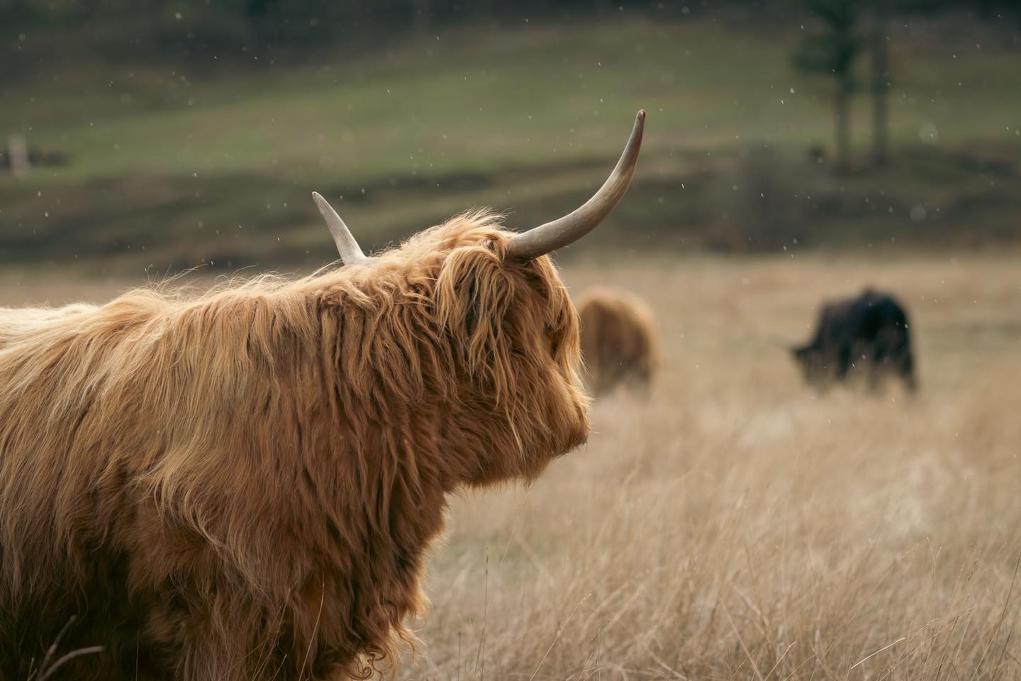 Highland horns are more than just impressive—they’re built for survival. These horns also serve as a form of self-defense, particularly in the rugged Kootenay landscape. In an area with predators and tough terrain, those horns help protect our herd from danger, all while maintaining social order within the fold.
#kootneyphotographer #kootneysbc #ranch #cow #bull #highland #highlandcattle #highlandcow #highlandcattleofinstagram #farm #farming