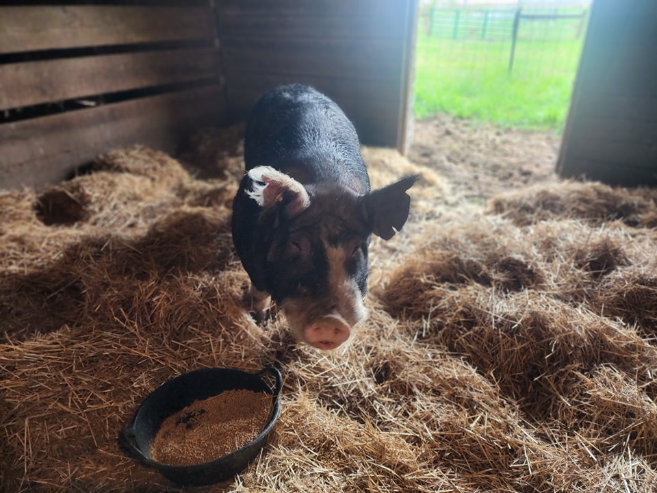 Meet our new boar! We are debating on names still, any suggestions? He is ginormous but dosile. We are excited to have him on the farm!
#berkshireboar #berkshires
#knowwhereyourfoodcomesfrom #eatlocal #growninohio