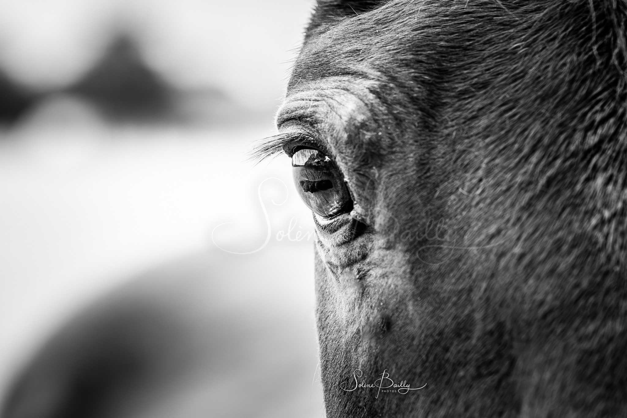 .
"𝑫𝒂𝒏𝒔 𝒍'œ𝒊𝒍 𝒅𝒖 𝒄𝒉𝒆𝒗𝒂𝒍, 𝒊𝒍 𝒚 𝒂 𝒕𝒐𝒖𝒋𝒐𝒖𝒓𝒔 𝒖𝒏𝒆 𝒑𝒂𝒓𝒕 𝒅𝒆 𝒎𝒚𝒔𝒕è𝒓𝒆, 𝒖𝒏 𝒗𝒐𝒊𝒍𝒆, 𝒖𝒏 𝒔𝒆𝒄𝒓𝒆𝒕 𝒒𝒖𝒆 𝒍'𝒐𝒏 𝒏'𝒂𝒓𝒓𝒊𝒗𝒆 𝒋𝒂𝒎𝒂𝒊𝒔 𝒕𝒐𝒖𝒕 à 𝒇𝒂𝒊𝒕 à 𝒑𝒆𝒓𝒄𝒆𝒓"
Jean-Louis Gouraud
.
Jalisco ❤️
.
@sony a7rIV + Sony FE 90 mm F/2.8 Macro
#horseaddict #horsepicture #horselove #sony #equestrian #equestrians #equestrianlife #horse #horses #cheval #chevaux #cso #equitation #horseriding #equestriansports #horseofinstagram #equine #equinephoto #pony #ponylove #poney #equinephotography #photographeequestre #blackandwhite #bnw #noiretblanc #oeil #eye