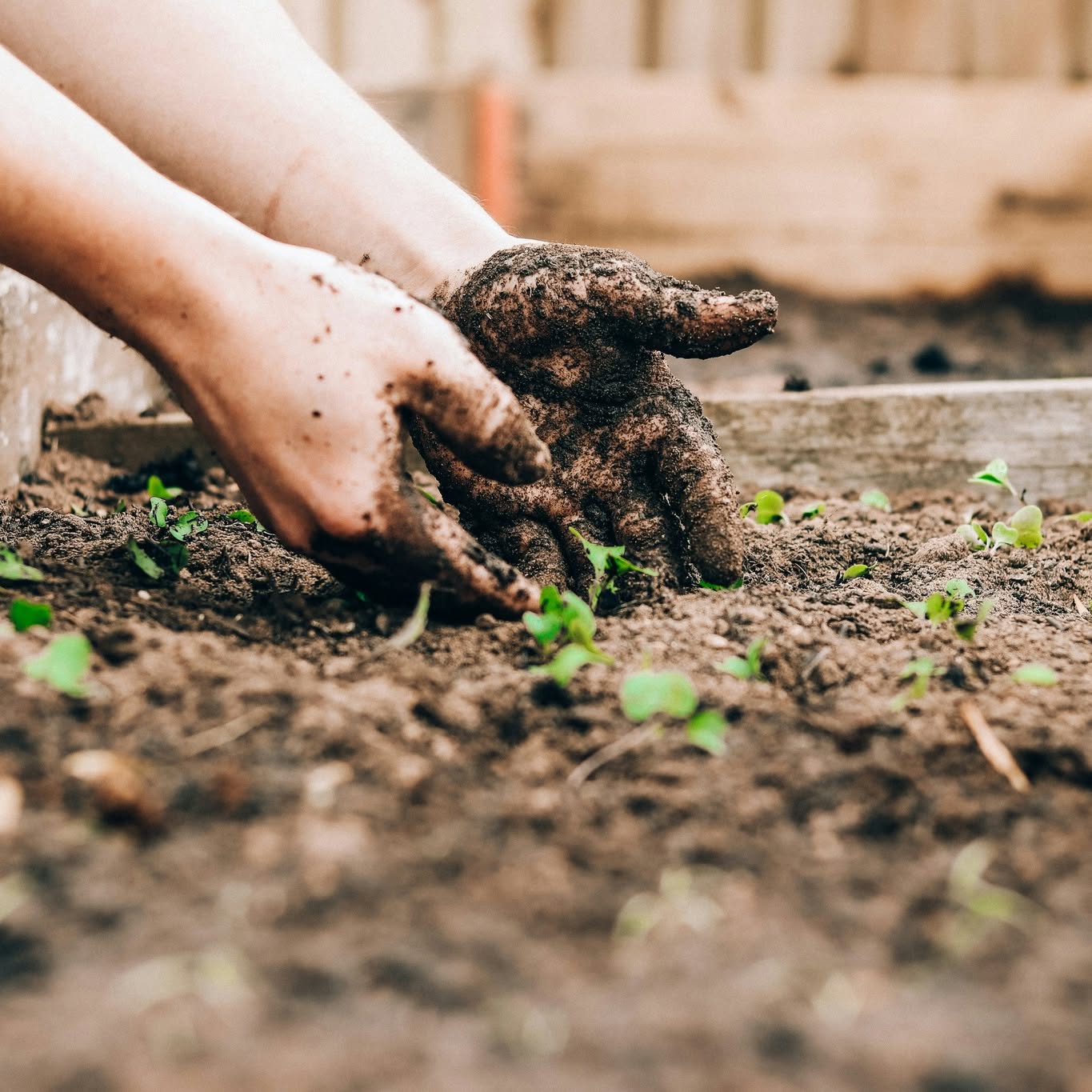 🌱 Today’s the day! 🌱
We’re suiting up, grabbing our gloves, and heading out to wake up the garden! Time to plant, get some fresh air, and meet our newest little friends 🐥🐤🐥
Can’t wait to see you there!
#TheValleyFellowship #SullivanCountyNY #KidsInNature #RootsAndBoots #KidsInTheGarden #OutdoorPlay