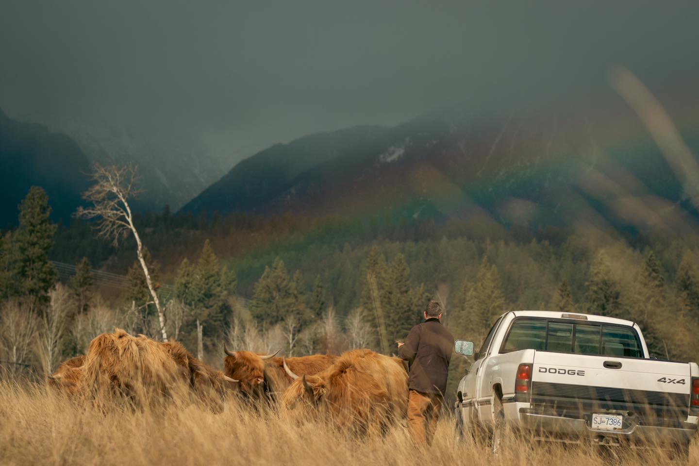 Sometimes, nature gives us a little extra magic. A rainbow over the herd—just another reminder of the beauty and provision that surround us here at the ranch. The cows seem to know it too, peacefully grazing as the colors stretch across the sky. Moments like this remind us to stop and give thanks for God's provision in our lives. His blessings are all around us.
#kootneyphotographer #kootneysbc #kootneylife #ranch #cow #bull #highland #highlandcattle #highlandcow #highlandcattleofinstagram #farm #farming