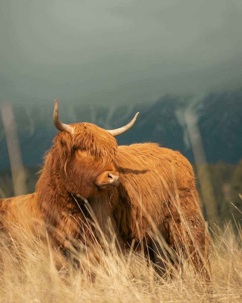 Kiara, the red beauty, knows how to make the most of a sunny day. With her coat glowing in the sunlight, she’s a picture of peace and grace. Kiara has always had a calm spirit, and when the sun’s out, it’s like she’s in her element—taking it easy and soaking up the warmth.
#kootneyphotographer #kootneysbc #kootneylife #ranch #cow #highland #highlandcattle #highlandcow #highlandcattleofinstagram #farm #farming