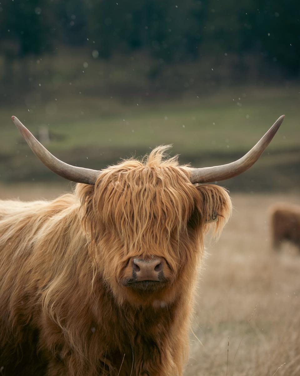 Another shot of Jeebs. She’s gorgeous!
#kootneyphotographer #kootneysbc #kootneylife #ranch #cow #bull #highland #highlandcattle #highlandcow #highlandcattleofinstagram #farm #farming