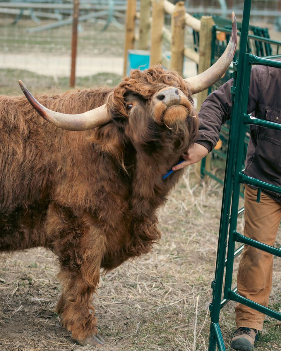 Keswick, our gentle giant, loves a good neck scratch—but don’t let that calm demeanor fool you. While he’s often as sweet as can be, he’s still a bull, and respect for his space is key. We always have a plan when interacting with him, making sure we approach with care and keep safety in mind.
#kootneyphotographer #kootneysbc #kootneylife #ranch #cow #bull #highland #highlandcattle #highlandcow #highlandcattleofinstagram #farm #farming