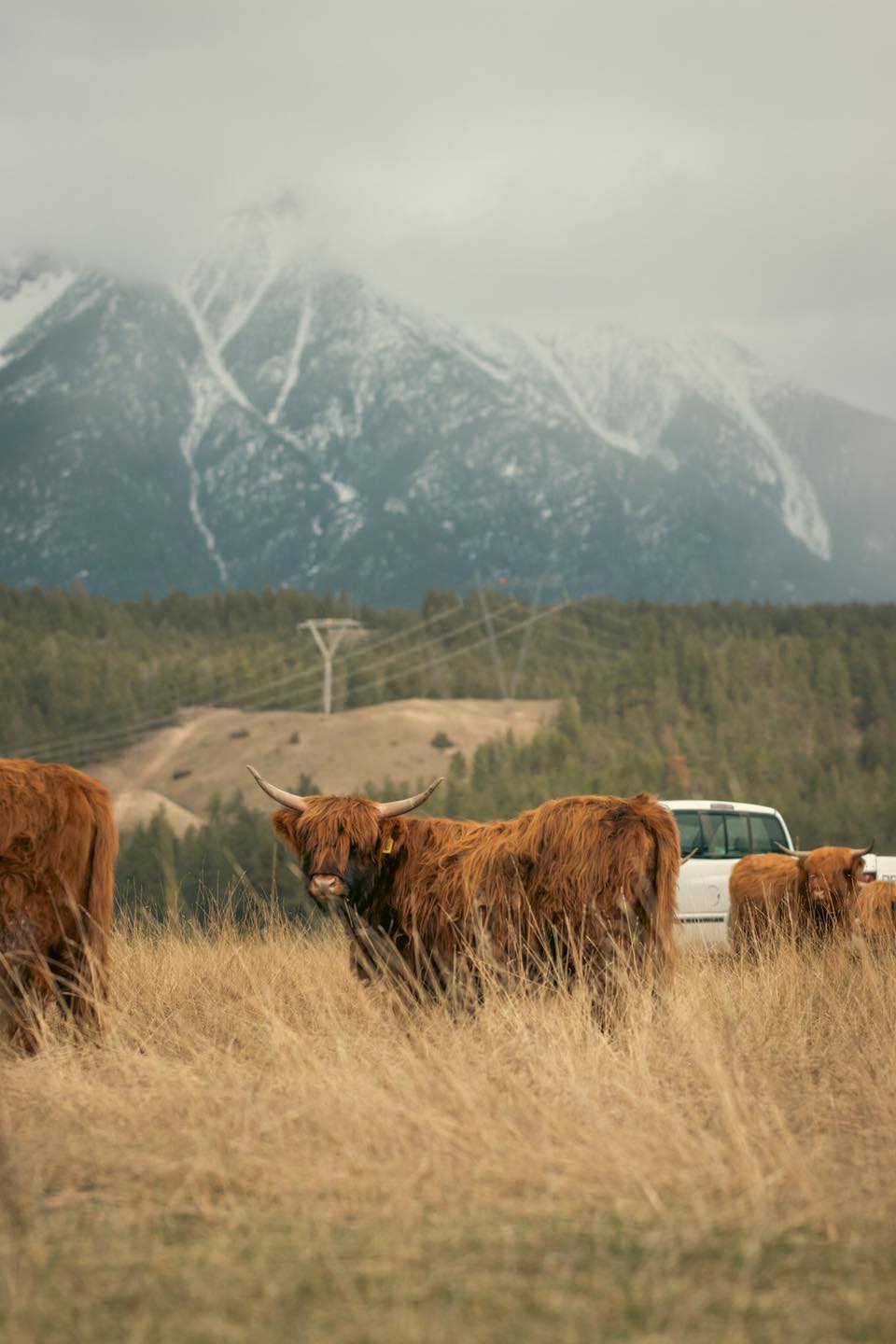 The Steeples range peeking through the clouds never gets old. On days like this, it feels like the highlands are grazing right beneath a painting. Ranch life has its quiet moments—and this is one of our favourites.
#ranch #cow #highland #highlandcattle #highlandcow #highlandcattleofinstagram #farm #farming #kootneylife #kootneysbc #kootneyphotographer