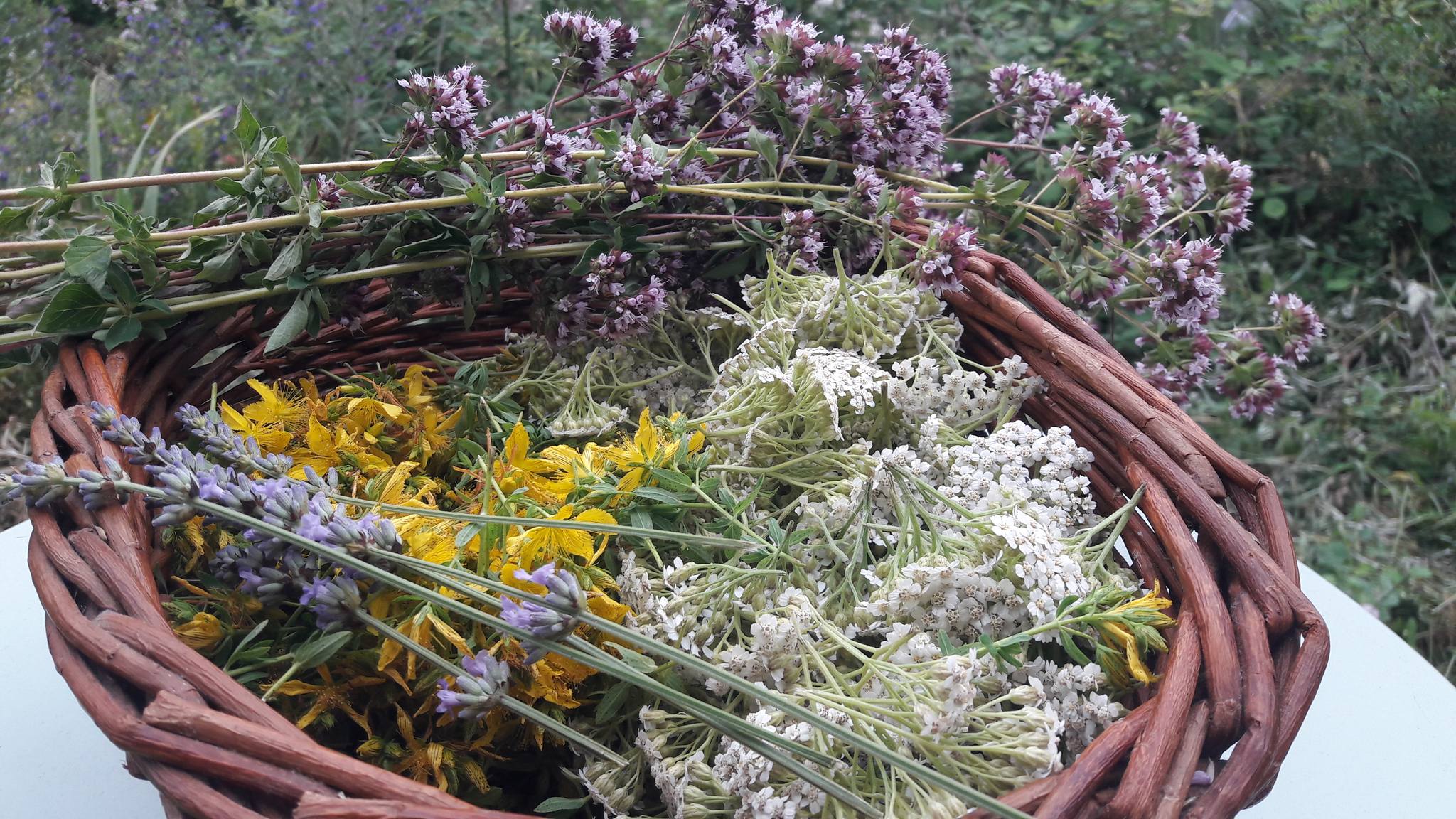 La joie de voir la vie se déployer au jardin!
Puis, la sensorialité de la cueillette avec ce mélange de magnifiques parfums floraux et de couleurs tout en me reliant à toutes les magnifiques femmes herboristes, et aux milliers d'actions bénéfiques que ces plantes ont eu et continuent à avoir...me sentir partie d'une communauté même si pendant la cueillette je suis seule
#plantemedicinale #herboristerie #jardinmedicinal #cuillette #jardin #herboriste #botanique