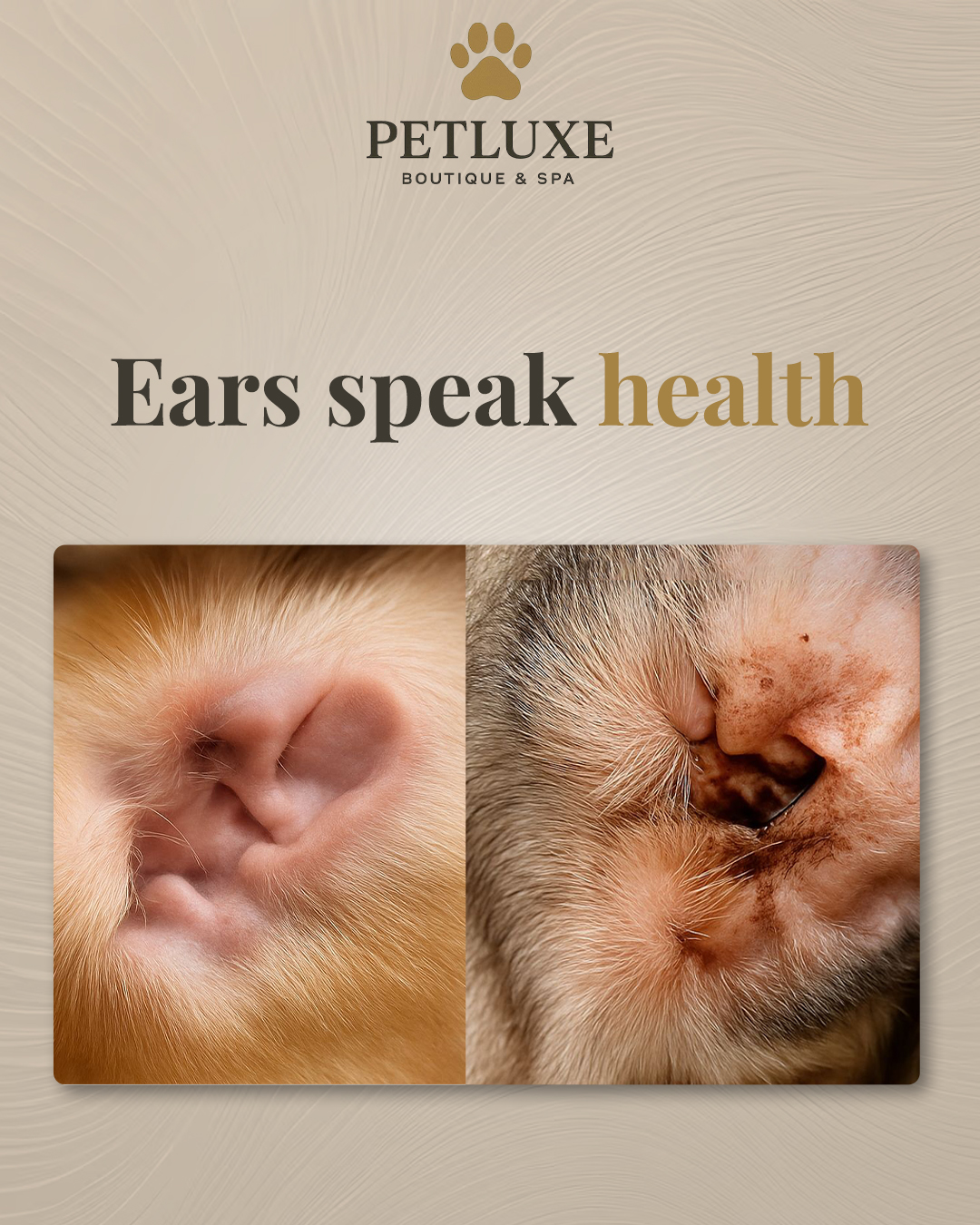 Your pet’s ears can reveal a lot about their health. 🐾
🚨 Redness, foul smell, constant scratching, or dark buildup?
These could be signs of infection—and they’re not to be ignored.
✨ Healthy ears = clean, pale pink, and odor-free.
If something feels off, it’s time to act.
Book a check-up or add an ear cleaning to your next grooming session:
📍 Visit us at M Floor, Building 22, Al Hisn
📞 Or just Call 02 566 2815
.
.
#PetLuxe #FelineCare #AbuDhabi #CatFacts #Grooming #EarCare #PetGrooming