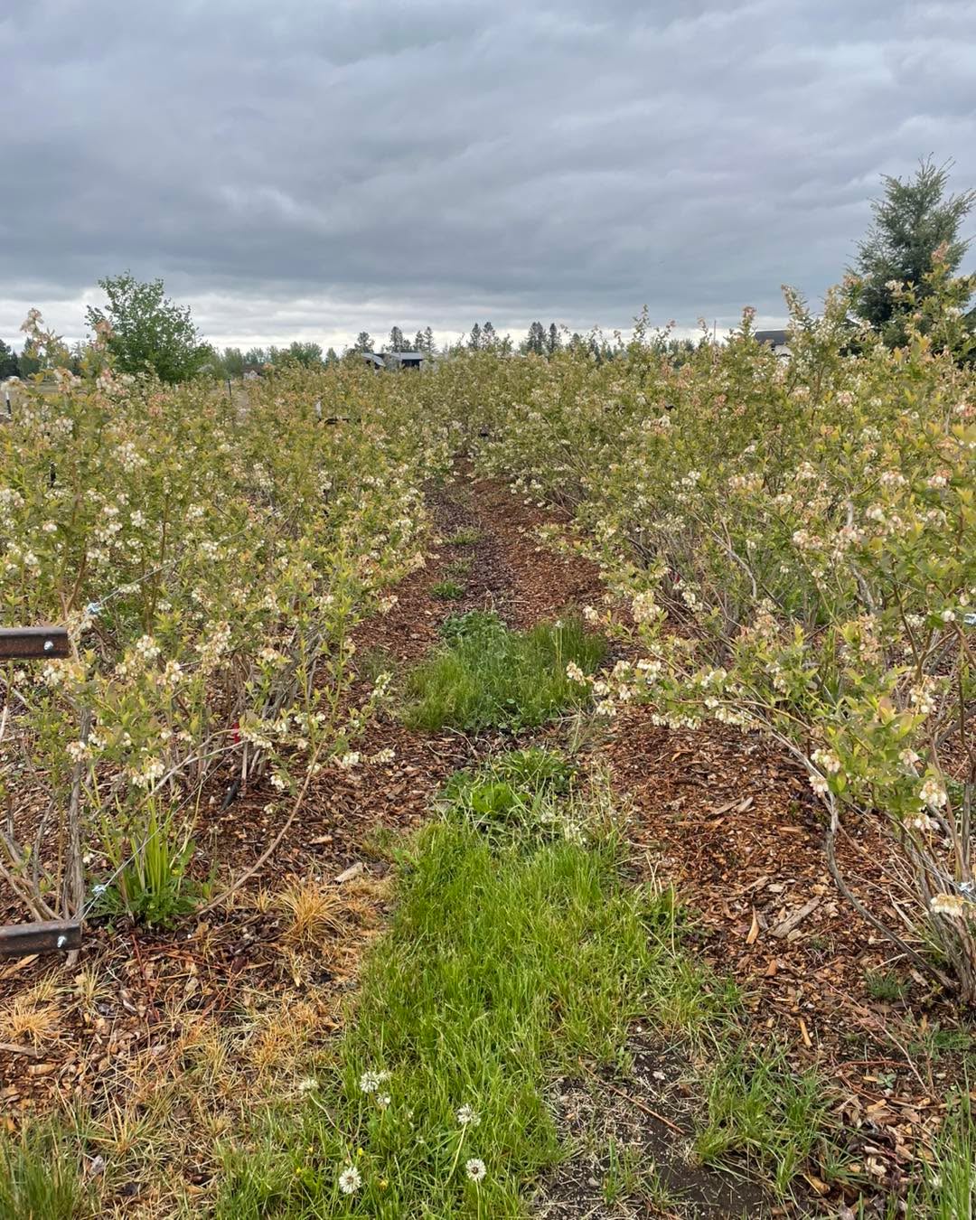 Everything’s in full bloom out here! Blueberry season will open mid July and strawberries roughly June 10th. Keep an eye out for updates!
