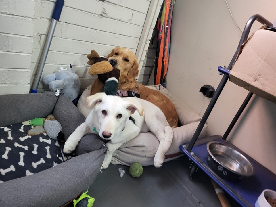 International dog day, or so we're told.
Almost everyday is dog day here!
🐕 Honey and Ollie are always happy to say hello.
🐶 And obviously we're a dog friendly business and we're happy to meet your doggos.