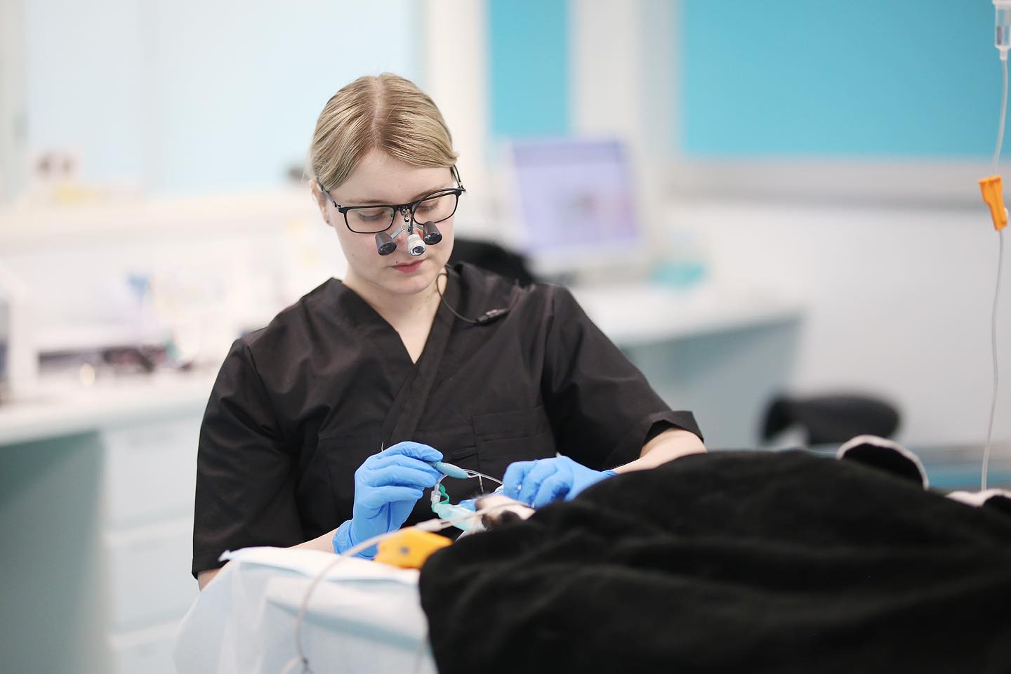 Seuraavana henkilökuntaesittelyyn saadaan meidĂ€n ihana uusi elĂ€inlÀÀkĂ€ri Linda Lammi! â€ïž
Linda on valmistunut elÀinlÀÀkÀriksi vuonna 2015. Praktiikkaoikeuksien saamisesta lÀhtien Linda on työskennellyt pienelÀinpraktiikassa yksityisellÀ klinikalla sekÀ elÀinsairaalassa. TÀllÀ hetkellÀ Linda suorittaa pienelÀinsairauksien erikoiselÀinlÀÀkÀrin tutkintoa.
Ammatillisina mielenkiinnonkohteina hÀnellÀ on erityisesti tuki- ja liikuntaelimistön sairaudet, yleiskirurgia sekÀ ortopedinen kirurgia. Linda hoitaa mielellÀÀn myös hammaspotilaita.
1. Miksi lÀhdit alalle?
ElÀinlÀÀkÀrin ammatti on ollut minulla haaveena jo lapsesta asti. 6-vuotiaana ilmoitin, ettÀ minusta tulee elÀinlÀÀkÀri. SillÀ polulla edelleen.
2. MikÀ on lempielÀimesi/ rotu?
Bengalinkissa!đ»
3. MikÀ tuo iloa työpÀivÀÀsi?
Mukavat kohtaamiset asiakkaiden ja elÀinten kanssa. HyvÀ työtiimi ja se, kun nÀkee elÀinten saavan avun.
4. MitÀ tekisit jos et olisi tÀssÀ ammatissa?
Olisin töissÀ vastasyntyneiden teho-osastolla.