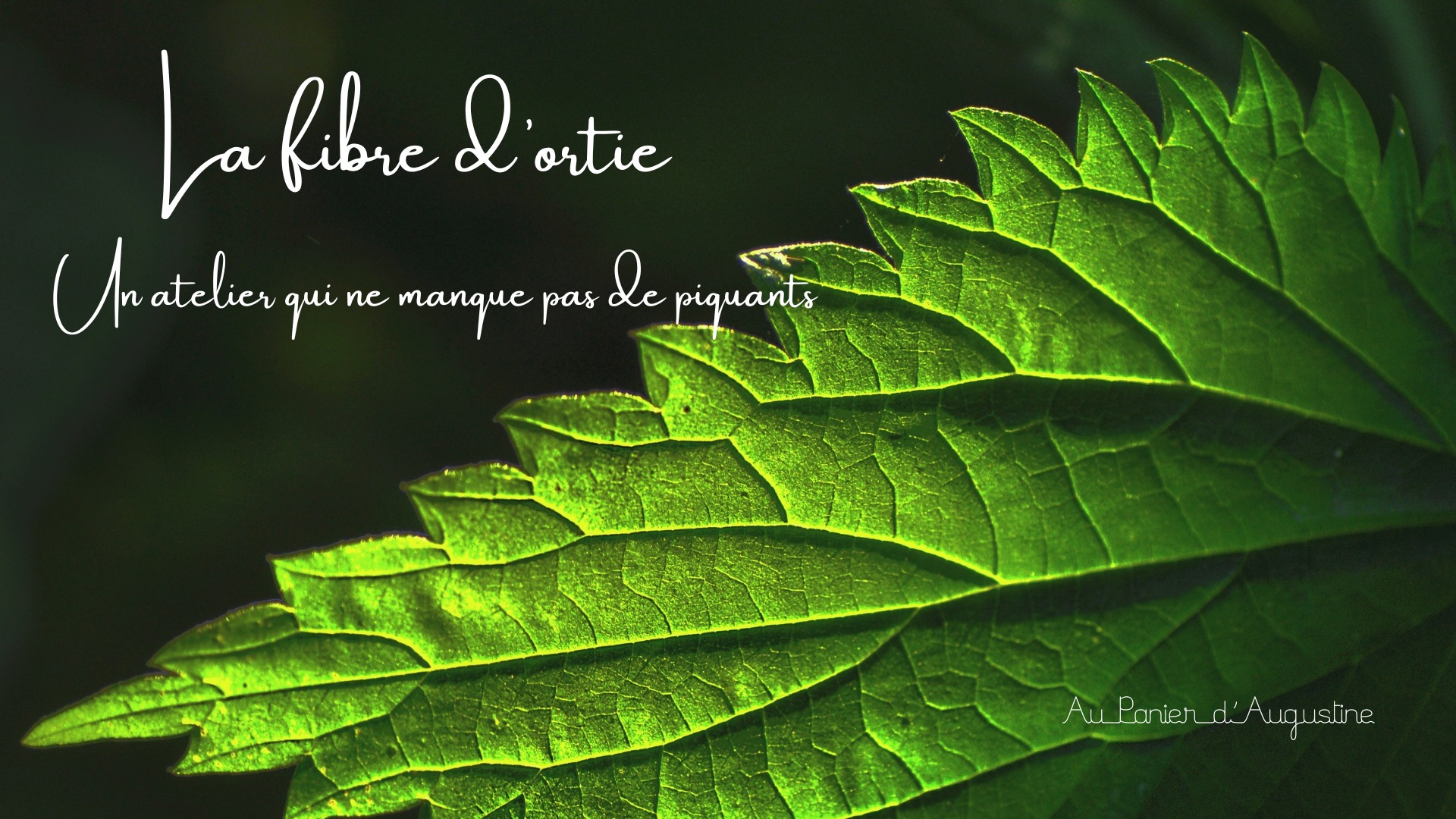 Retrouvez moi à La Maison du Mulquinier ce samedi et ce dimanche (21 et 22 septembre) à partir de 13h30, pour découvrir la fibre d'ortie.
Au programme :
🔹 Démonstrations en direct de la préparation de la fibre d'ortie : depuis la plante sauvage jusqu'au fil prêt à tisser.
🔹 Un voyage dans le temps à la découverte de l’utilisation historique de cette fibre précieuse, jadis essentielle pour la fabrication de textiles durables.
🔹 Ateliers pratiques : vous pourrez vous essayer à chaque étape de la transformation, de l'extraction de la fibre au filage. 👐
🔹 Des anecdotes, des astuces et des rencontres autour d'une technique artisanale respectueuse de la nature. 🌱
L’occasion idéale de redécouvrir une matière écologique, résistante et pleine d'histoire ! 🌍