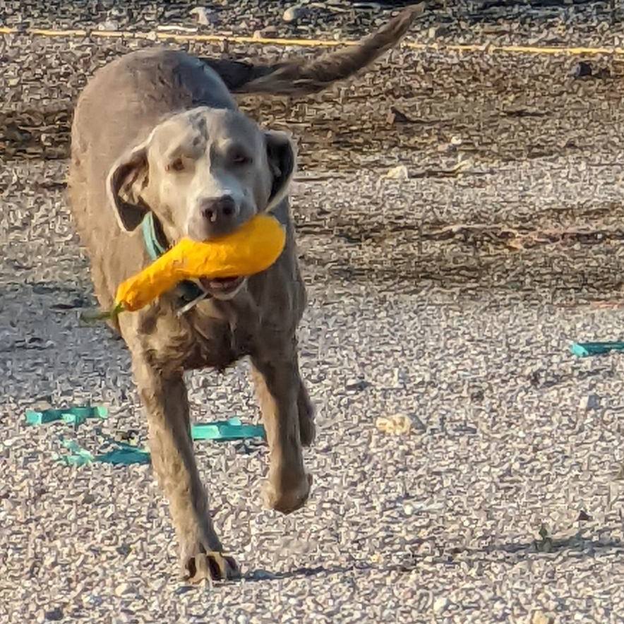 Safe to say Remi enjoyed our garden last year.🤣
•
🐶 Did you know? Labrador Retrievers were bred to have a “soft mouth”—meaning they can carry things without damaging them! 🦆🐾
•
Originally bred to retrieve game for hunters, Labs were trained to carry ducks, birds, and even delicate objects without leaving a single tooth mark. 🦆😮
•
🐾 Some Labs are so gentle, they can hold an egg in their mouth without breaking it! 🥚🐶
•
•
•
•
•
•
•
•
•
•
•
•
#lchuntinglabs #labbreeder #breedersofco #breeder #ilovelabs #yellowlabs #blacklabs #chocolatelabs #silverlabs #lablovers #labradorretriever #puppy #labpuppies #puppies #blacklabpuppies #huntingdog #workingdogs #waterdog #Colorado #hunting #birdhunting #familypet #pet #familydog #doglovers #dogsofinstagram #akcregistered