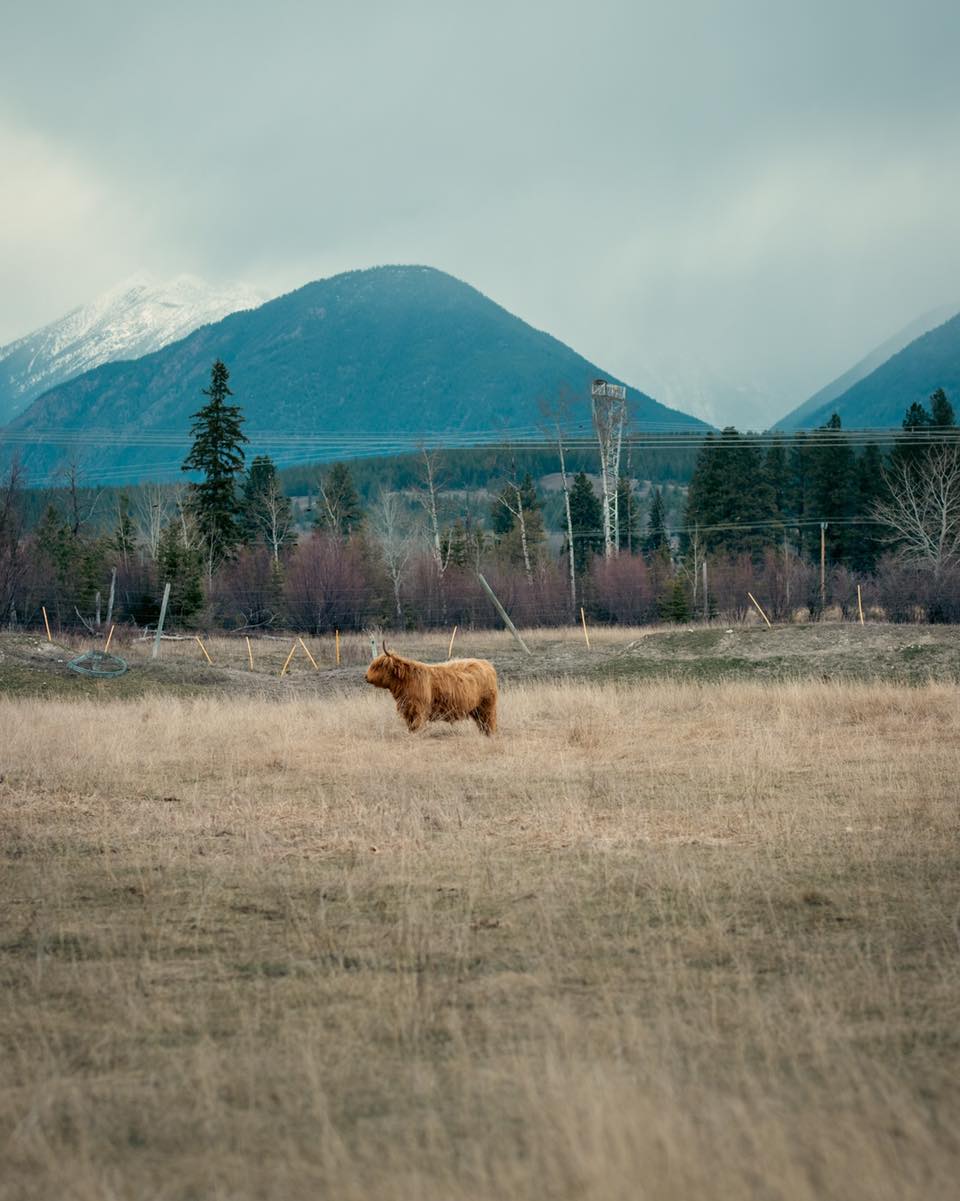 🏔
#kootneyphotographer #kootneysbc #kootneylife #ranch #cow #bull #highland #highlandcattle #highlandcow #highlandcattleofinstagram #farm #farming