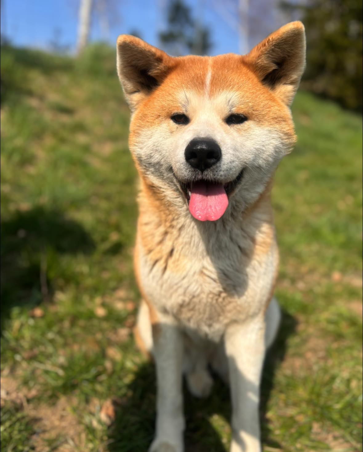 Nasza piękna kobieta 🥰 #pieskiezycie #akitaworld #akitainu