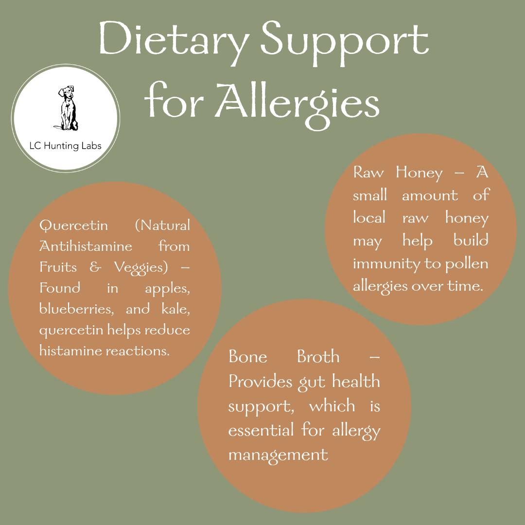🐾 What your dog eats plays a huge role in managing allergies! Try these natural foods that may help reduce allergic reactions:
•
🍏 Quercetin (natural antihistamine) – Found in apples & blueberries
🍯 Raw Honey – May help build immunity to pollen over time
🍖 Bone Broth – Supports gut health & inflammation reduction
•
https://www.lchuntinglabs.com/post/how-to-tell-if-your-dog-has-allergies-what-to-do
•
•
•
•
•
•
•
•
•
•
•
#lchuntinglabs #labbreeder #breedersofco #breeder #ilovelabs #yellowlabs #blacklabs #chocolatelabs #silverlabs #lablovers #labradorretriever #puppy #labpuppies #puppies #blacklabpuppies #huntingdog #workingdogs #waterdog #Colorado #hunting #birdhunting #familypet #pet #familydog #doglovers #dogsofinstagram #akcregistered