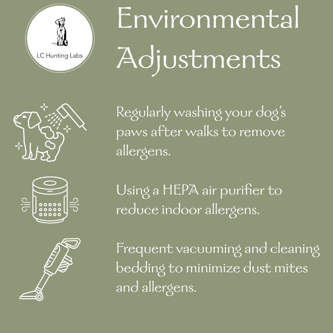 🏡 Making small adjustments to your home can make a BIG difference for an allergy-prone pup! 🐶✨
•
🌟 Try these environmental changes:
✔ Wash your dog’s paws after walks to remove allergens 🚿
✔ Use a HEPA air purifier to reduce dust & pollen 🌬️
✔ Vacuum & clean bedding often to minimize allergens 🛏️
•
https://www.lchuntinglabs.com/post/how-to-tell-if-your-dog-has-allergies-what-to-do
•
•
•
•
•
•
•
•
•
•
•
#lchuntinglabs #labbreeder #breedersofco #breeder #ilovelabs #yellowlabs #blacklabs #chocolatelabs #silverlabs #lablovers #labradorretriever #puppy #labpuppies #puppies #blacklabpuppies #huntingdog #workingdogs #waterdog #Colorado #hunting #birdhunting #familypet #pet #familydog #doglovers #dogsofinstagram #akcregistered