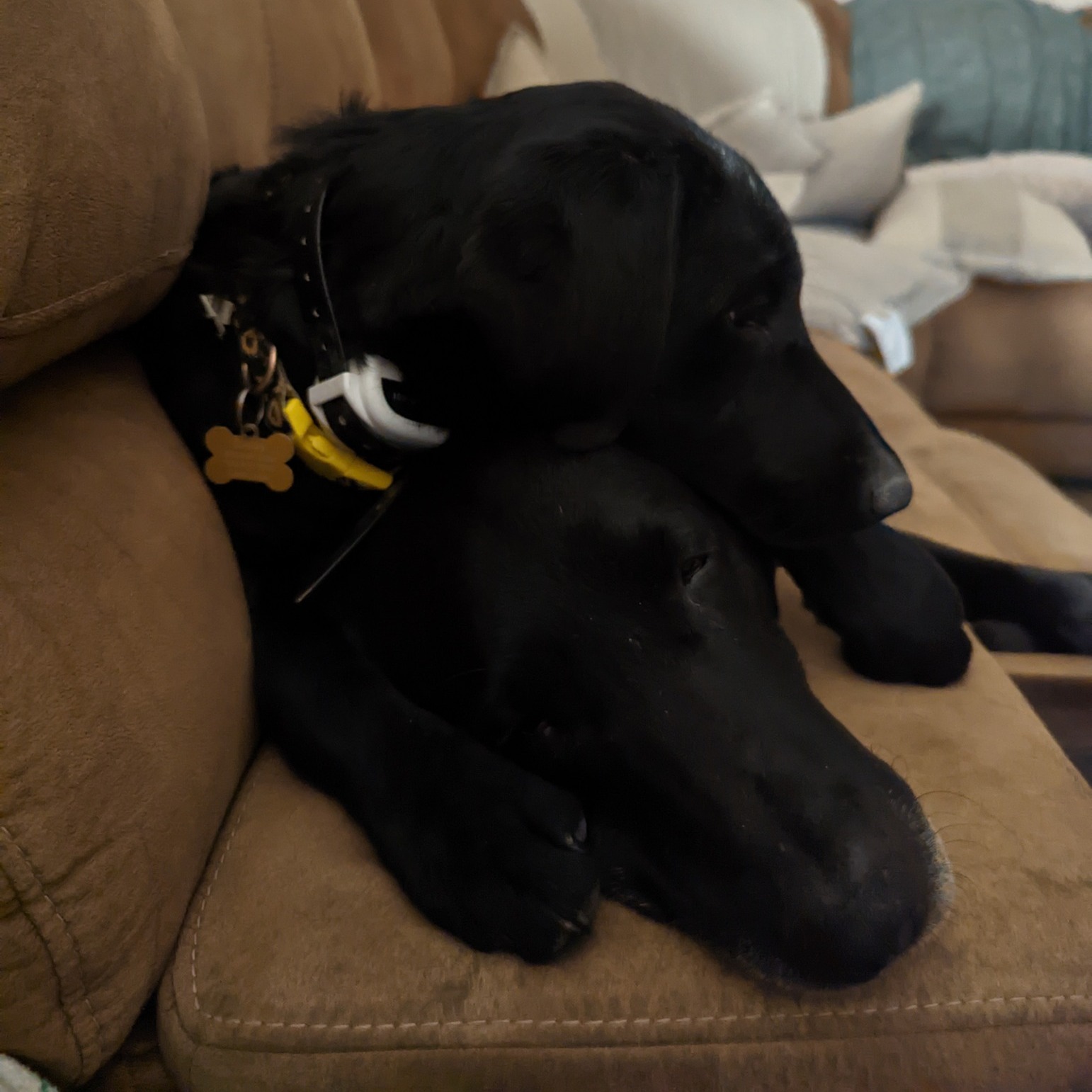 🚨 BIG ANNOUNCEMENT 🚨
After much consideration, we’ve decided to train our Labradors… to become professional couch potatoes. 🛋️🐾
That’s right—no more retrieving, no more running, no more training… just naps, belly rubs, and unlimited treats. 😴🍖
Starting today, LC Hunting Labs will be rebranded as LC Lounging Labs. 🏡🐶
Applications for Chief Snuggle Officer are now open. Must love naps, be highly skilled in snoozing, and have zero interest in fetch. 💤😂
🐕 Think your dog qualifies? Drop a picture of them being the laziest pup ever! 🐾
#AprilFools #LCLoungingLabs #RetirementGoals #CouchPotatoCertified
