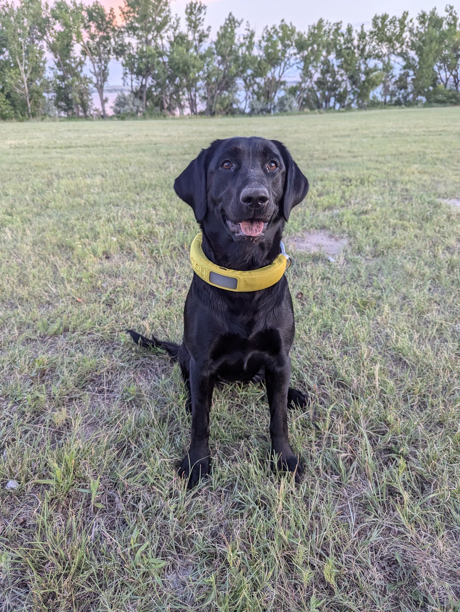 📌 🐶 Obedience Starts Here: Sit, Stay, Down 🏆
Caption:
🐾 Every well-trained dog starts with the basics! Teaching ‘Sit,’ ‘Stay,’ and ‘Down’ sets the foundation for a well-behaved and reliable companion. 🐶✨
📖 https://www.lchuntinglabs.com/post/the-foundation-of-obedience-why-every-dog-should-master-sit-stay-and-down
💬 What was the first command your dog mastered? Drop it in the comments! ⬇️🐾
#DogTraining #ObedienceBasics #SitStayDown #LabradorLife #TrainingTips