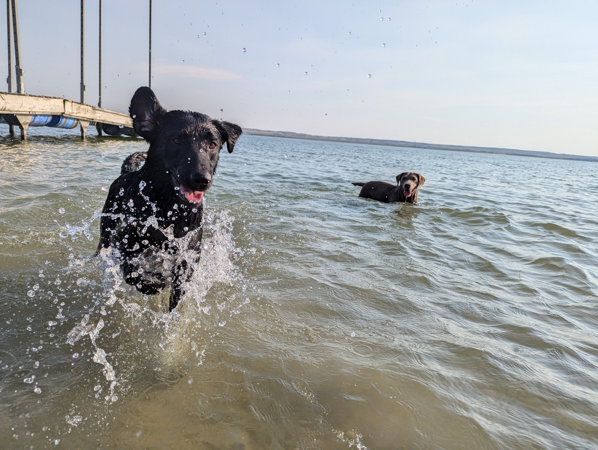 🐶 Before they became America’s favorite family dog, Labradors were hard-working fishing dogs! 🏆🐾
Originally bred in Newfoundland, Labs helped fishermen retrieve nets, ropes, and even fish from icy waters! 🌊🐕
✔ Their water-resistant coats kept them warm in freezing conditions.
✔ Their webbed paws made them excellent swimmers.
✔ Their strong retrieving instinct made them invaluable on the water.
🐾 It’s no wonder Labs still LOVE swimming today! 🚀💦