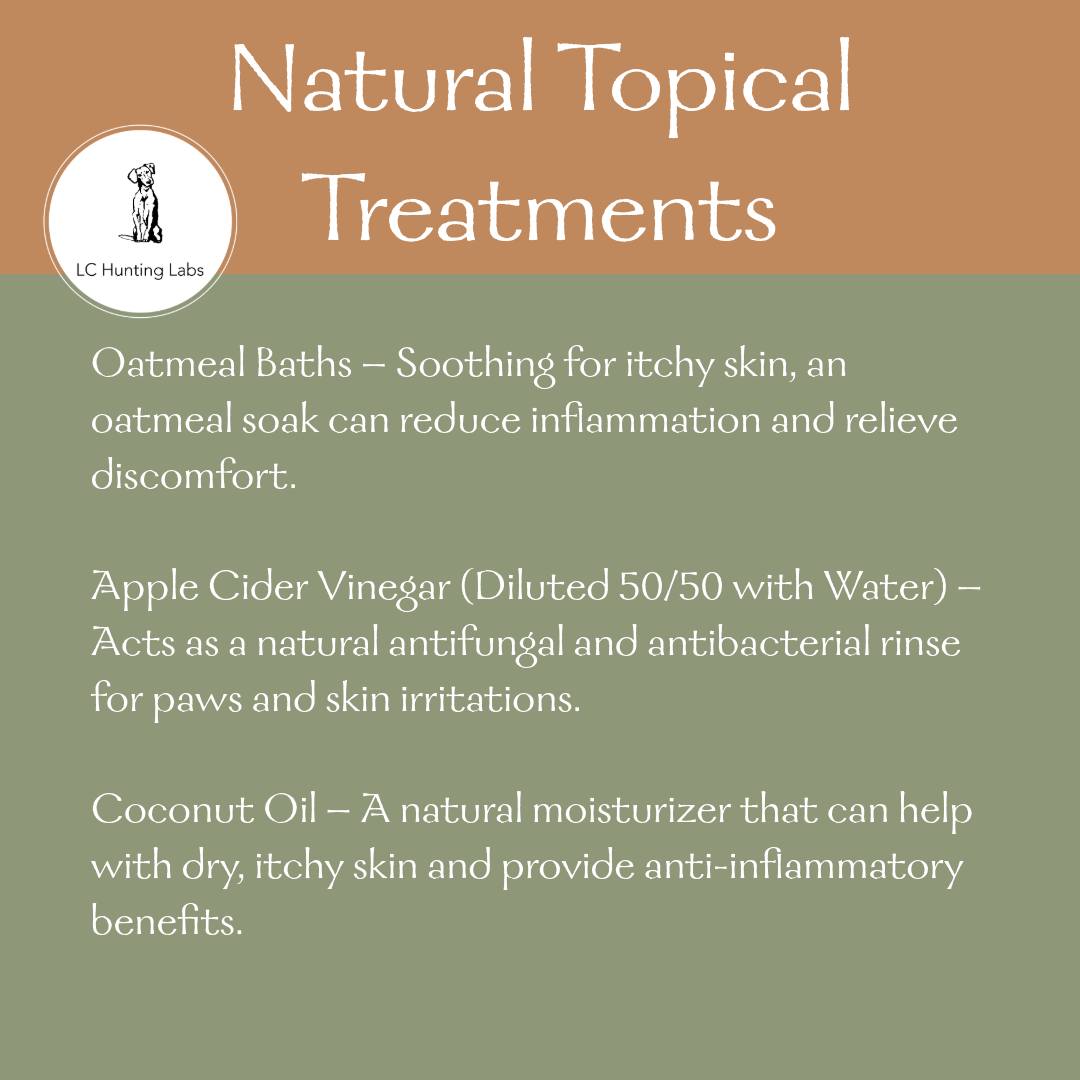 🐾 If your dog is constantly scratching, try these natural remedies to help soothe their skin! 🌿
•
✔ Oatmeal Baths – Helps calm itchy, inflamed skin 🛁
✔ Apple Cider Vinegar Rinse – Antibacterial & antifungal (dilute 50/50 with water)
✔ Coconut Oil – A natural moisturizer with anti-inflammatory benefits
•
https://www.lchuntinglabs.com/post/how-to-tell-if-your-dog-has-allergies-what-to-do
•
•
•
•
•
•
•
•
•
•
•
#lchuntinglabs #labbreeder #breedersofco #breeder #ilovelabs #yellowlabs #blacklabs #chocolatelabs #silverlabs #lablovers #labradorretriever #puppy #labpuppies #puppies #blacklabpuppies #huntingdog #workingdogs #waterdog #Colorado #hunting #birdhunting #familypet #pet #familydog #doglovers #dogsofinstagram #akcregistered