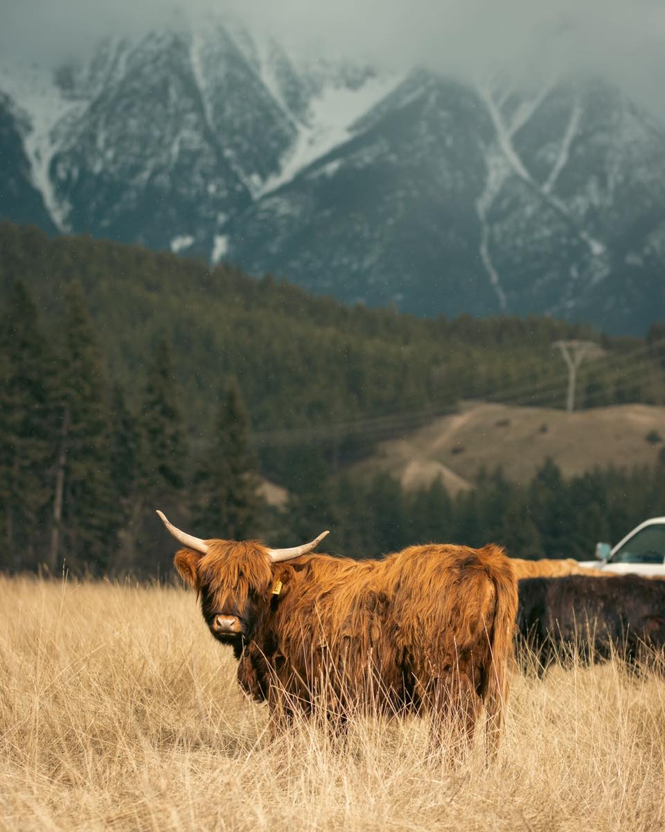 Here’s Lyssa, showing off her beautiful brindle coat. The mix of dark and light shades makes her one of the most striking gals in the fold.
#kootneyphotographer #kootneysbc #kootneylife #ranch #cow #bull #highland #highlandcattle #highlandcow #highlandcattleofinstagram #farm #farming