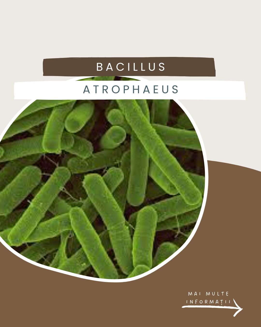 🌿 Mic, dar puternic! Bacillus atrophaeus – aliatul invizibil care protejează plantele, stimulează creșterea și transformă solul într-un ecosistem sănătos. Biosecuritate, fertilitate și rezistență... toate într-un singur microorganism! 🔬💪
#natanaelferma #IWannaKnow #life #organic #earth #creation #agriculture #farming #nature #agricultura #biodiversity #regenerativeagriculture #bacteria #viata #notill #agriculturaorganica