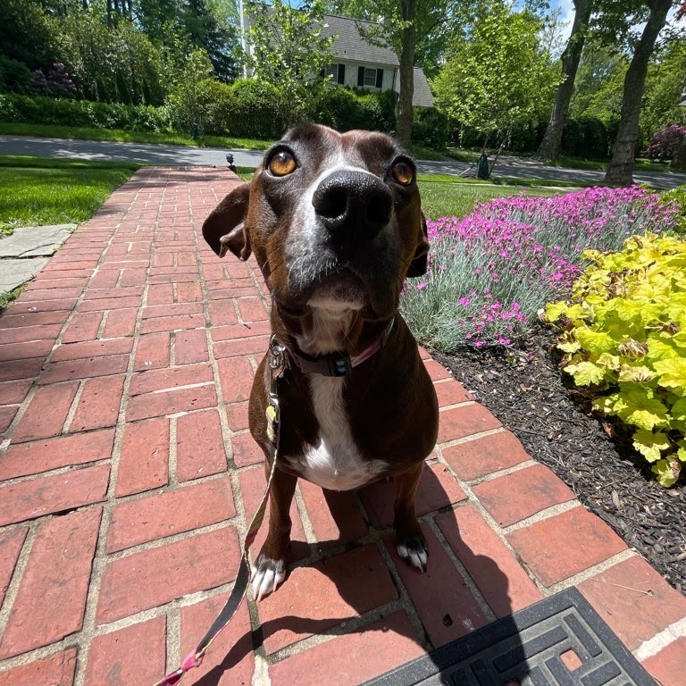 Miss Lila was not ready for her walk to end! #spring #happybutsad #neverend #Lila #adoptdontshop