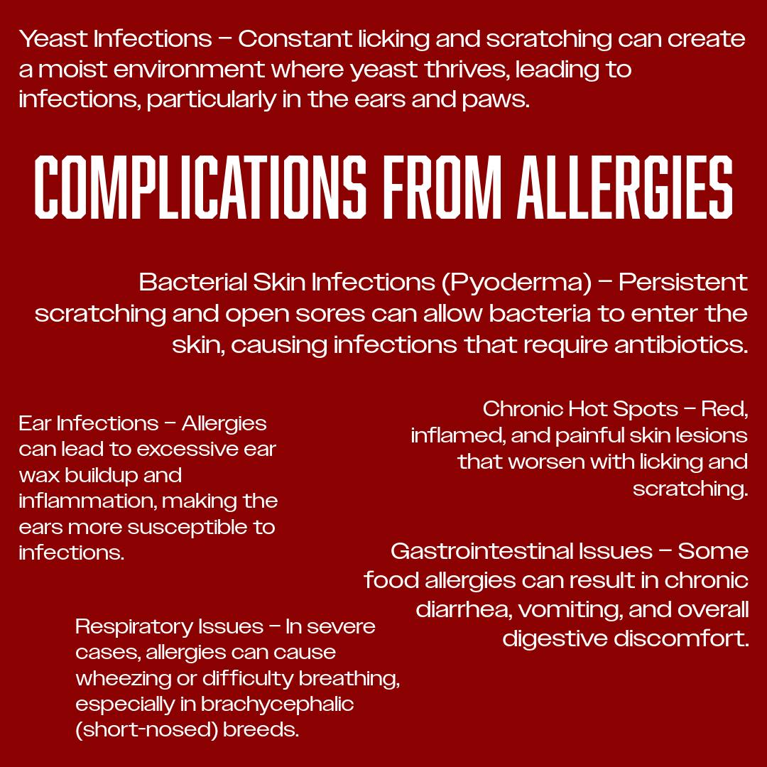 🐶 Untreated allergies aren’t just uncomfortable—they can lead to bigger health problems! 😞
•
❌ Ear Infections – Excess ear wax buildup = higher infection risk
❌ Skin Infections – Persistent scratching can cause open sores & bacterial infections
❌ Hot Spots – Red, inflamed, painful lesions from excessive licking
•
https://www.lchuntinglabs.com/post/how-to-tell-if-your-dog-has-allergies-what-to-do
•
•
•
•
•
•
•
•
•
•
•
•
#lchuntinglabs #labbreeder #breedersofco #breeder #ilovelabs #yellowlabs #blacklabs #chocolatelabs #silverlabs #lablovers #labradorretriever #puppy #labpuppies #puppies #blacklabpuppies #huntingdog #workingdogs #waterdog #Colorado #hunting #birdhunting #familypet #pet #familydog #doglovers #dogsofinstagram #akcregistered