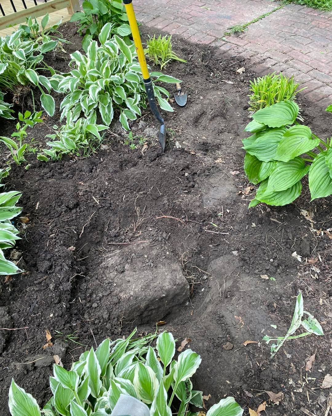 Thank you to everyone who participated in our Lane Place Grounds Day this past Saturday! We accomplished a lot in our south garden and had an exciting discovery along the way.
Last fall we found a large stone buried in the garden bed. The ground was fairly dry at the time and we didn’t pursue digging the stone out after realizing it was much bigger than we had first realized. We marked the area and wondered what that stone might be and carried on.
Fast forward to last Saturday, the marker had been moved and we ended up trying to dig a hole exactly where that stone was. After realizing what we’d struck we moved over a bit only to once again strike a hard object. Surprisingly, there was another stone! Strange, but we persevered - very much wanting to simply transplant a few plants. However, we then found a third and finally a fourth stone!
Naturally, we all felt very much like Indiana Jones and were determined to not only uncover the stones but to dig them out as well! After a group effort all four stones were successfully extracted.
The stones are a decent size, at roughly 13 in x 13 in x 6 in and weigh possibly upwards of 80 lbs each. Once all the transplanting was done we decided to incorporate the stones into the garden. We’re speculating that these could be foundation stones for an outhouse that might have been originally in the garden area, but that’s all our musing will remain - speculation.
While we still have more work to do, we hope our visitors enjoy the hard work we’ve put into the garden! If you have any ideas on what these stones might be, we’d love to hear them!