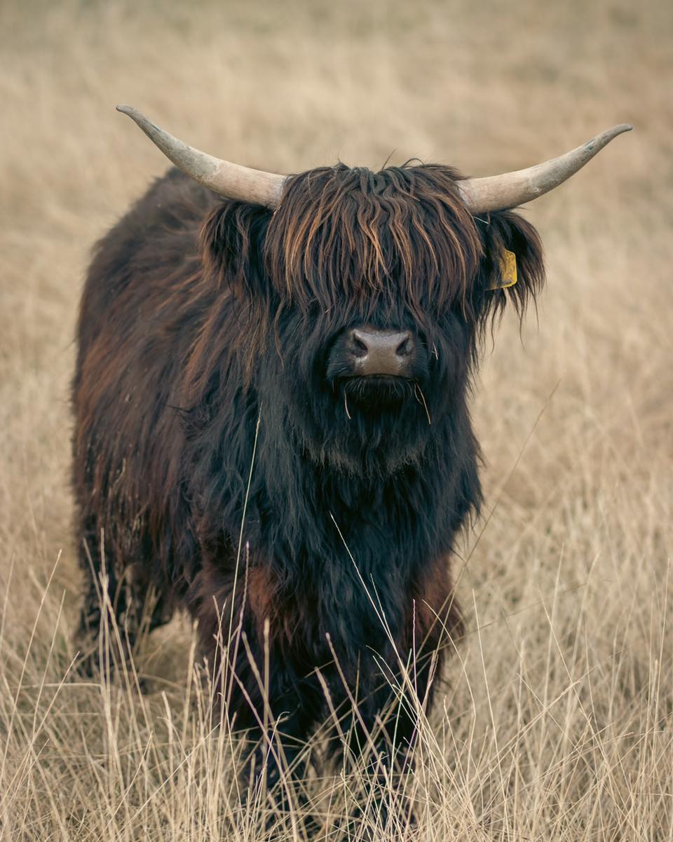 Liz might be a little shy, but we’re patient—she’ll warm up to us in her own time. For now, we get these quiet moments where she looks at us with those deep, thoughtful eyes.
#kootneyphotographer #kootneysbc #kootneylife #ranch #cow #bull #highland #highlandcattle #highlandcow #highlandcattleofinstagram #farm #farming