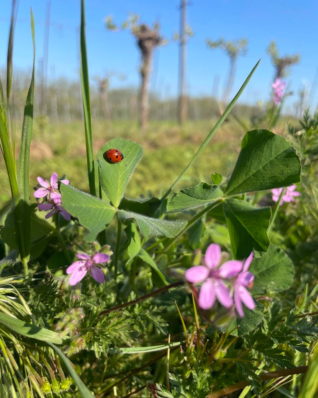 Ein kleiner Glücksbringer auf Frühlingsbesuch 🐞☀️☘️