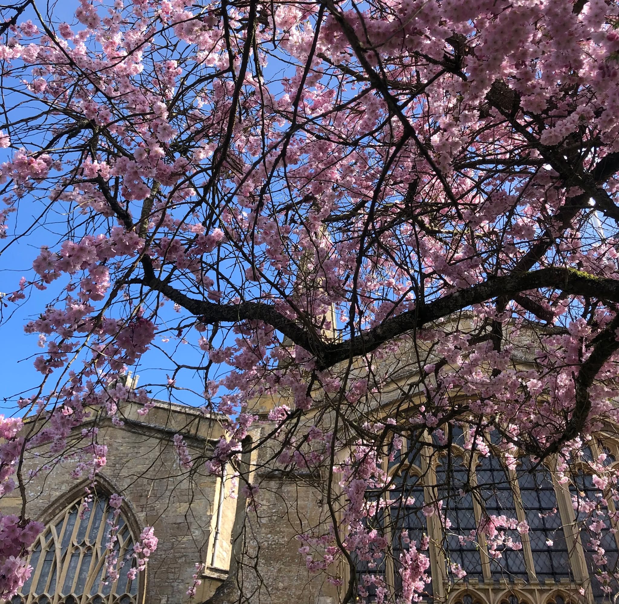 Can you spot Burford church through the blossom? It's spring! And the Cotswolds and its buildings are looking as beautiful as ever.
DM to book a top tour.
#offbeatcotswolds #bluebadgeguide #bluebadgeguides
#britainsbestguides #Cotswolds #thecotswolds
#inthecotswolds #cotswoldcountry #Cotswolds_Culture #lovethecotswolds
#discoverthecotswolds #visitthecotswolds #discovercotswolds #cotswoldslife #cotswoldlife #thecotswolds
#your_cotswolds
#cotswolds #thecotswolds #cotswoldvillage #visitengland #englishvillage
#englishcountryside
#explore_britain_ #traveling_uk
#photosofengland #instabritain #europetravel
