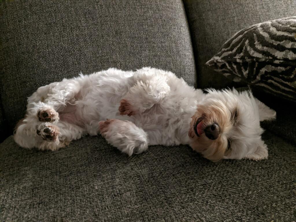 Celebrate World Laughter Day with Trixie!
Because nothing makes us laugh quite like a happy pup belly-up on the couch!!
At Keckās Haven, LLC, we believe tails should wag, tongues should loll, and laughter should be part of every dayāespecially today!
#WorldLaughterDay #KecksHavenLLC #TrixieTime #PawsAndGiggles #JoyfulPets