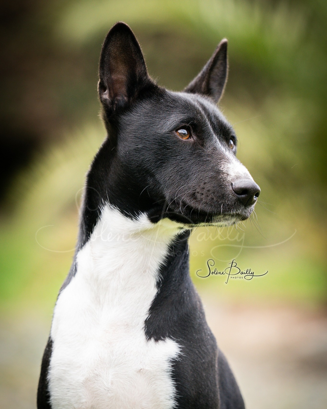 ❓Petite devinette du jour ❓: Quelle est la race de ce chien ⁉️😜
.
.
.
#devinette #devinettephoto #devinettedujour #chien #chienmignon #chienheureux #chienstagram #chienderace #dog #doglife #doglover #dogsofinstagram #dogoftheday #photo #photograpy #dogphoto #dogphotoshoot #dogphotography #dogphotographer #photographe #photographer #shooting #shootingday #shootingtime #shootingphoto