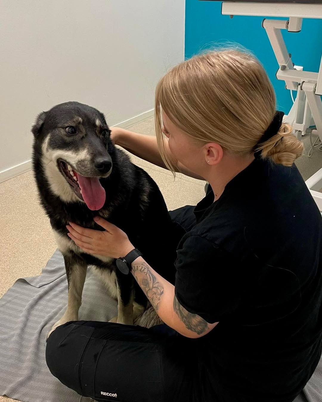 Seinäjoki - nyt olisi teille uutta palvelua tarjolla! 🤩
Ihana ja varmasti jo monelle tuttu Katriina on aloittanut tekemään hierontoja koirille Seinäjoen klinikalla.
Hinta hierontaan on 45€ / kerta ja ajan voit varata suoraan sähköpostitse katriina@lillvet.fi
Katriina vastaa mielellään myös sähköpostitse hierontaa koskeviin kyselyihin, joten ei muuta kuin aikaa varailemaan!
Katriina valmistui koirahierojaksi tämän vuoden alussa ja on työskennellyt Lillvetissä klinikkaeläinhoitajana jo vuodesta 2019. Lisäksi Katriina on käynyt sotakoiraohjaajan koulutuksen armeijassa ollessaan vuonna 2017. Eli hierontaa on tarjolla varmoissa ja osaavissa käsissä! 🩵