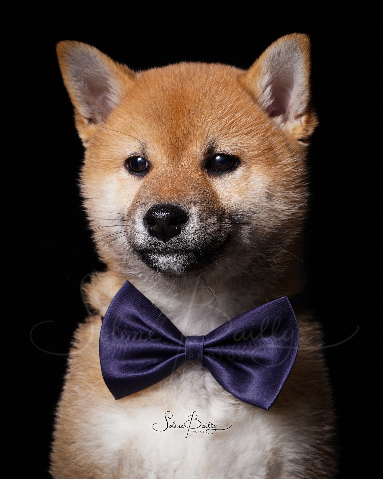 Un grand merci à @jmt.alimentation.animale Cholet pour leur accueil et à tous ceux qui nous ont fait confiance pour immortaliser quelques moments avec leurs compagnons, chiens, chats, lapins... 🥰
A bientôt pour de nouvelles dates ! 😉
.
.
.
#shootingday #shootingstudio #shootinganimals #shootinganimaux #ShootingAnimalier #shootingphoto #shootingphotos #photochiens #photochat #dogphotos #doglovers #catloversclub #catlovers #shootinggratuit #shootinganimalerie #shibainu #chiot #chiotshibainu