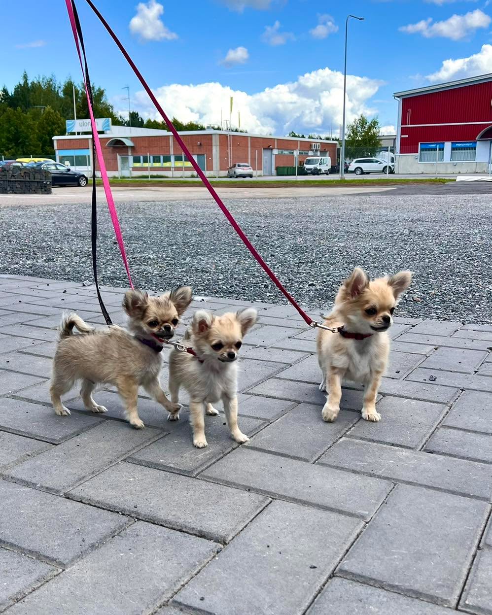 Tampereella oli tänään vauhdikkaita odottajia kun kaveri oli hammashuollossa! 🤓