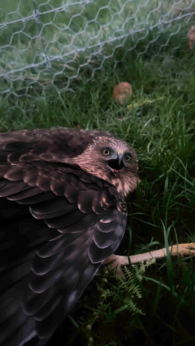 I just rescued a New Zealand falcon — our most threatened bird of prey, with only around 5,000 to 15,000 left in the wild.
I often see these incredible kārearea while paragliding, and they’ve always felt like part of the flying experience here. So when I spotted one lying injured on the side of the road at dusk, I knew I had to act. There was fresh roadkill nearby — he may have been hunting for food.
I pulled over, carefully approached, and saw he was still alive. I called DOC Wildlife Rescue, and without hesitation, rushed him straight to the centre in Alexandra.
I’ve given him a name: Rereahu — from rere (to fly or soar) and ahu (to tend, care for). It means “the one who soars with care,” which feels right for this moment.
I truly hope Rereahu recovers well. With any luck, I’ll see him back in the sky soon — wild, free, and sharing thermals with us once again.
#birdrescue #birdofprey #nzfalcon #falcon #falconrescued