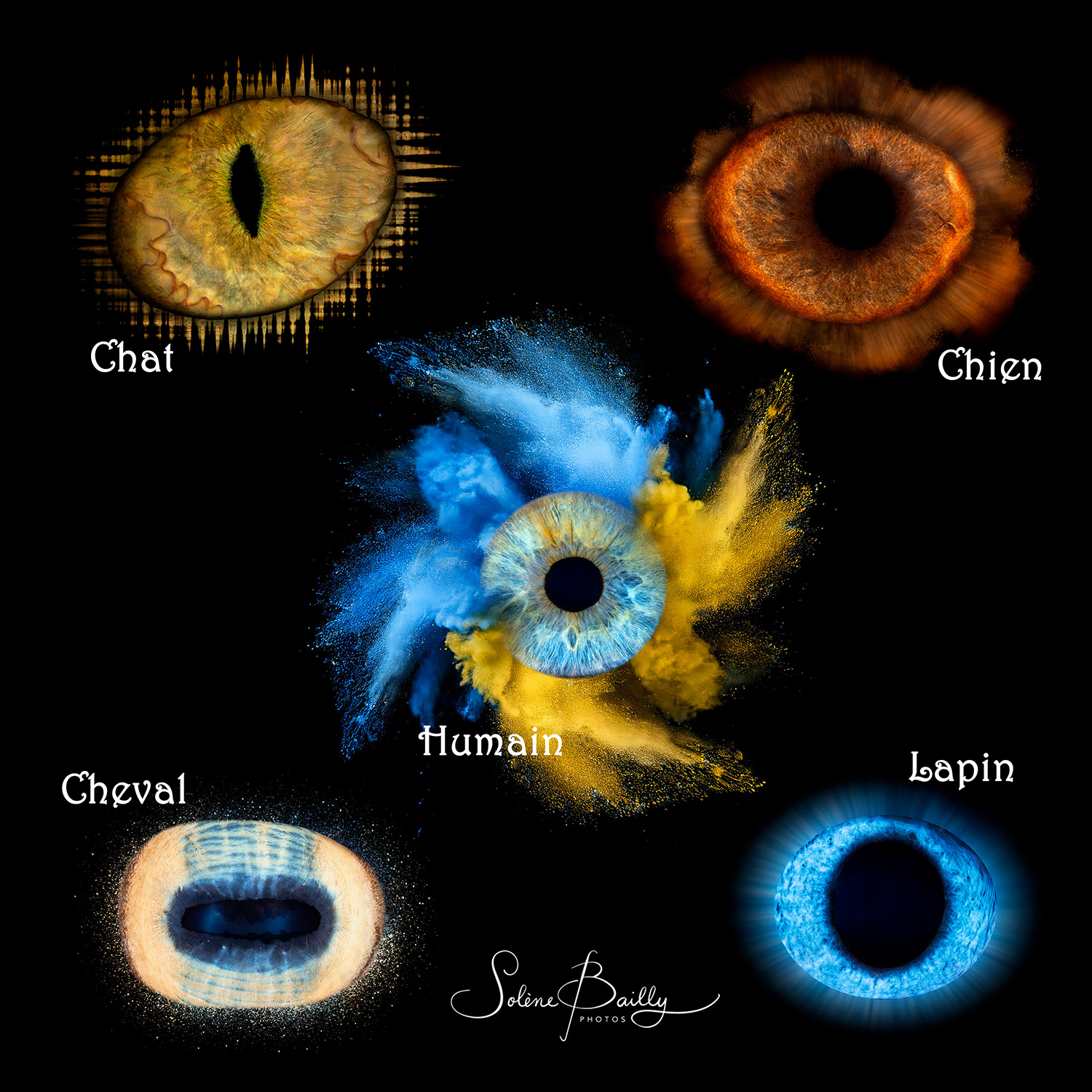 .
Offrez-vous un portrait unique de votre iris et/ou celui de vos animaux (chiens, chats, chevaux, NACS, lapins, reptiles…) !
N'hésitez pas à me contacter pour plus d'informations
https://www.solene-bailly-photographie.com/photo-d-iris-maine-et-loire-oeil-humain-animal
.
.
.
#iris #irishumain #irisanimal #irischat #irischien #irischeval #photodiris #photoirismaineetloire #maineetloire