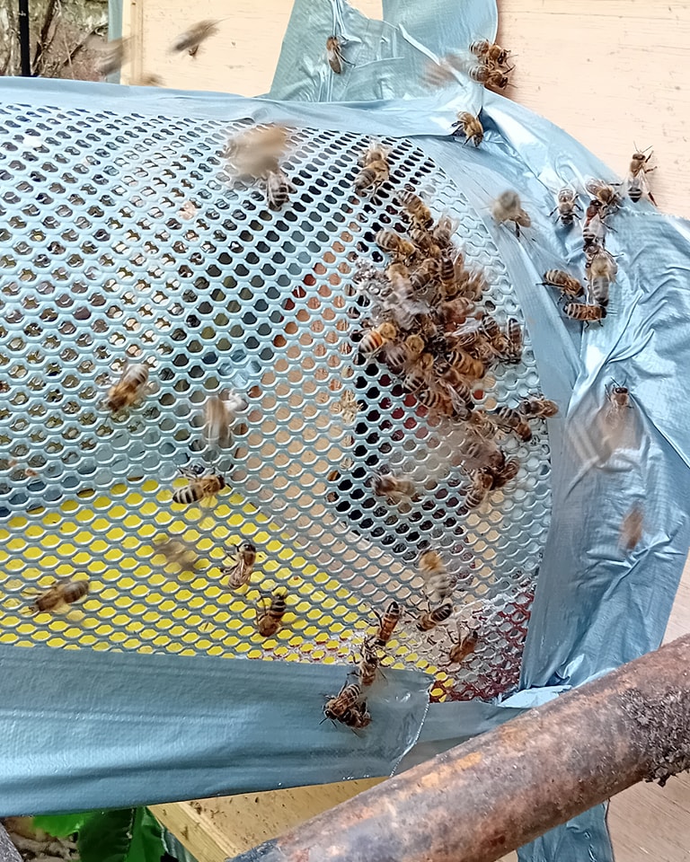 This set up is trying to get bees out of an
airbrick in a building. The idea is to trap out the bees from the home they have chosen and persuade them to use a hive I have provided.