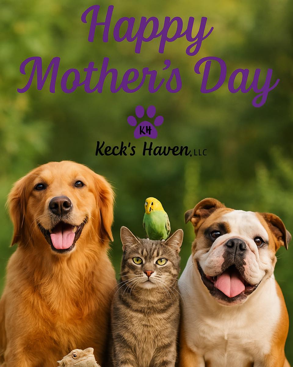 Happy Motherās Day!!! š„°
From the cuddle-givers to the kibble-buyers, today we celebrate all the incredible momsāno matter how many legs your kids have!
With love from Keckās Haven, LLC.
Wishing you a day full of wagging tails, soft purrs, cheerful chirps, and warm hearts.
#MothersDay #KecksHavenLLC #LoveComesInAllSpecies