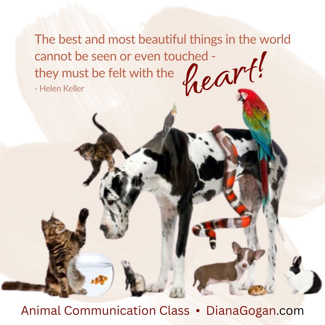Ready to Deepen Your Bond with Animals? 🐾
They’re always communicating... are you ready to listen?
Join us for the Animal Communication Class—a transformative experience where you’ll learn how to connect with animals through telepathy, empathy, and intuition. Whether you’re just curious or you’ve always felt your animals were speaking to you, this class will guide you in understanding their messages with clarity and confidence.
Learn to:
• Tune into your animal’s emotions and needs
• Receive messages without words
• Strengthen your intuitive abilities
• Open a two-way channel for trust, healing, and connection
Class begins soon—don’t miss your chance to awaken this life-changing gift.
Get all the details and register here: https://www.dianagogan.com/animal-communication-class
Sign up now to save your spot!
#AnimalCommunication #SpeakWithAnimals #IntuitiveConnection #DianaGogan #AnimalWisdom #InterspeciesCommunication