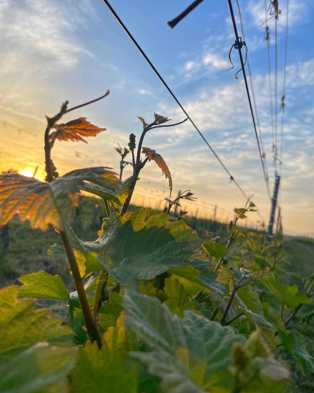 #morgenstimmung #weingarten #weinviertel #weingutfleckl ☀️🌱💫