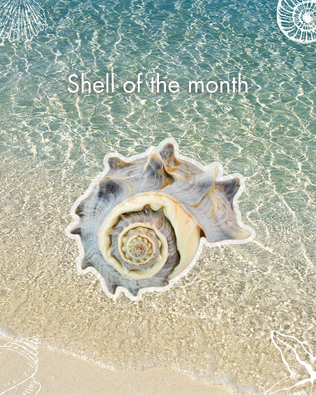 ๐ ๐๐ก๐๐ฅ๐ฅ ๐จ๐ ๐ญ๐ก๐ ๐๐จ๐ง๐ญ๐ก: ๐๐๐ฅ๐จ๐ง๐ ๐๐ง๐ ๐๐จ๐ซ๐จ๐ง๐
Commonly known as the Crown Conch, this striking shell gets its name from the crown-like spines around its whorls. Native to the western Atlantic and Gulf of Mexico, it thrives in shallow coastal waters and mangrove areas. Though it may look fierce, the Crown Conch plays an important ecological role by feeding on bivalves and helping to control their populations.
๐ด๐ ๐๐๐ค๐๐ฆ๐ , ๐๐๐ฃ๐๐ ๐๐๐๐๐๐ก: โ๐๐๐๐ ๐๐๐๐ฆ ๐โ๐๐ก๐๐ , ๐๐๐๐ฃ๐ ๐๐๐๐ฆ ๐๐๐๐ก๐๐๐๐๐ก๐ .โ
๐ Discover more at World of Seashells
#ShellOfTheMonth #MelongenaCorona #CrownConch #WorldOfSeashells #MarineLife #Mauritius #SeashellCollection