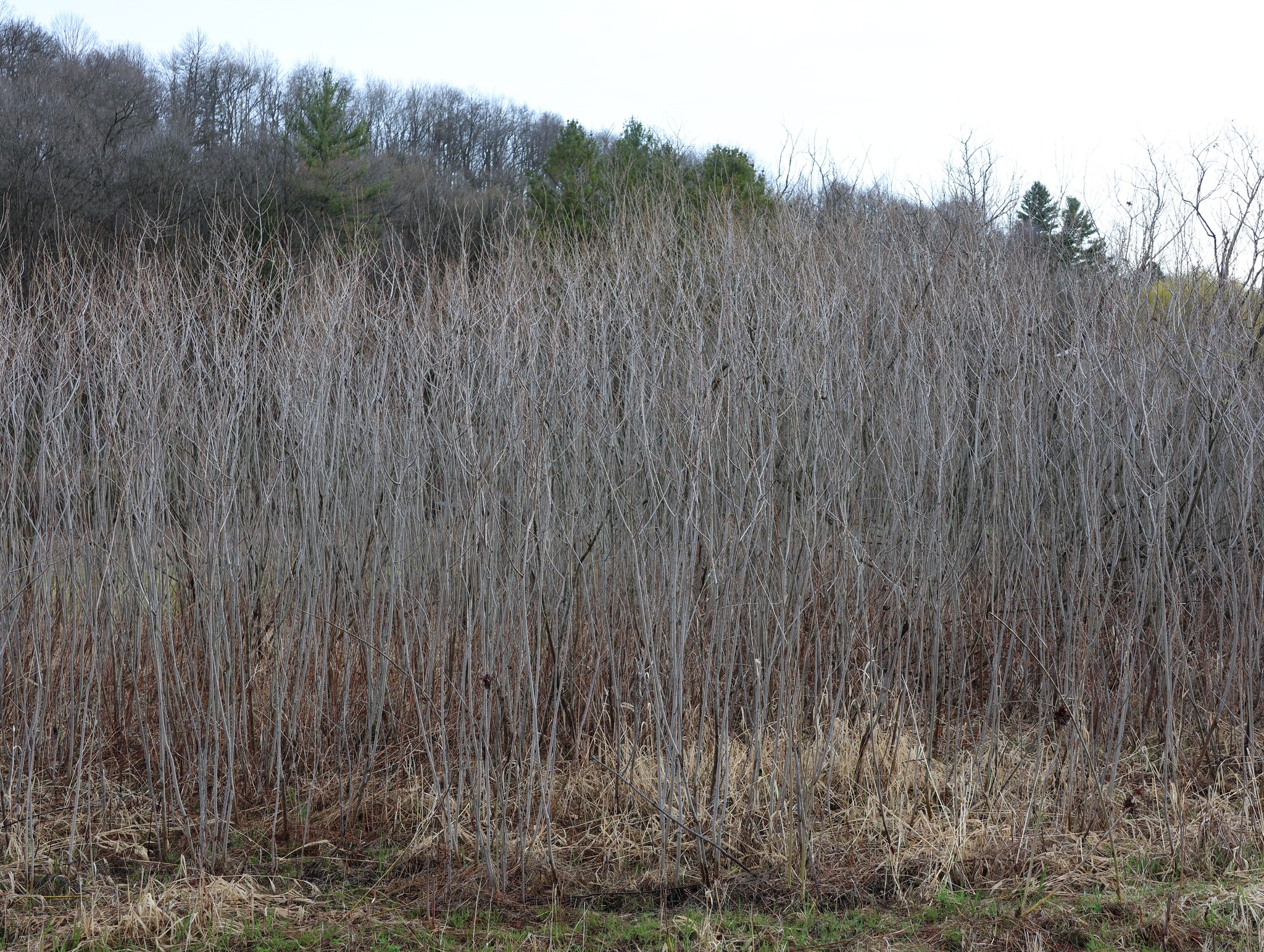 For the past few days, NRE has been supervising work on the Mlsna Dam Removal Project in Vernon County. The Mlsna Dam was breached during the 2018 flood, so Vernon County decided to remove the dam and restore the area to a more natural stream. NRE was in charge of overseeing the harvesting of black willow from a nearby location and overseeing the installation of the live stakes at the restoration site. During the growing season, the black willow live stakes will develop new roots and leaves, which will help stabilize the floodplain.
#streamrestoration #livestakes #ecology #nativevegetation
