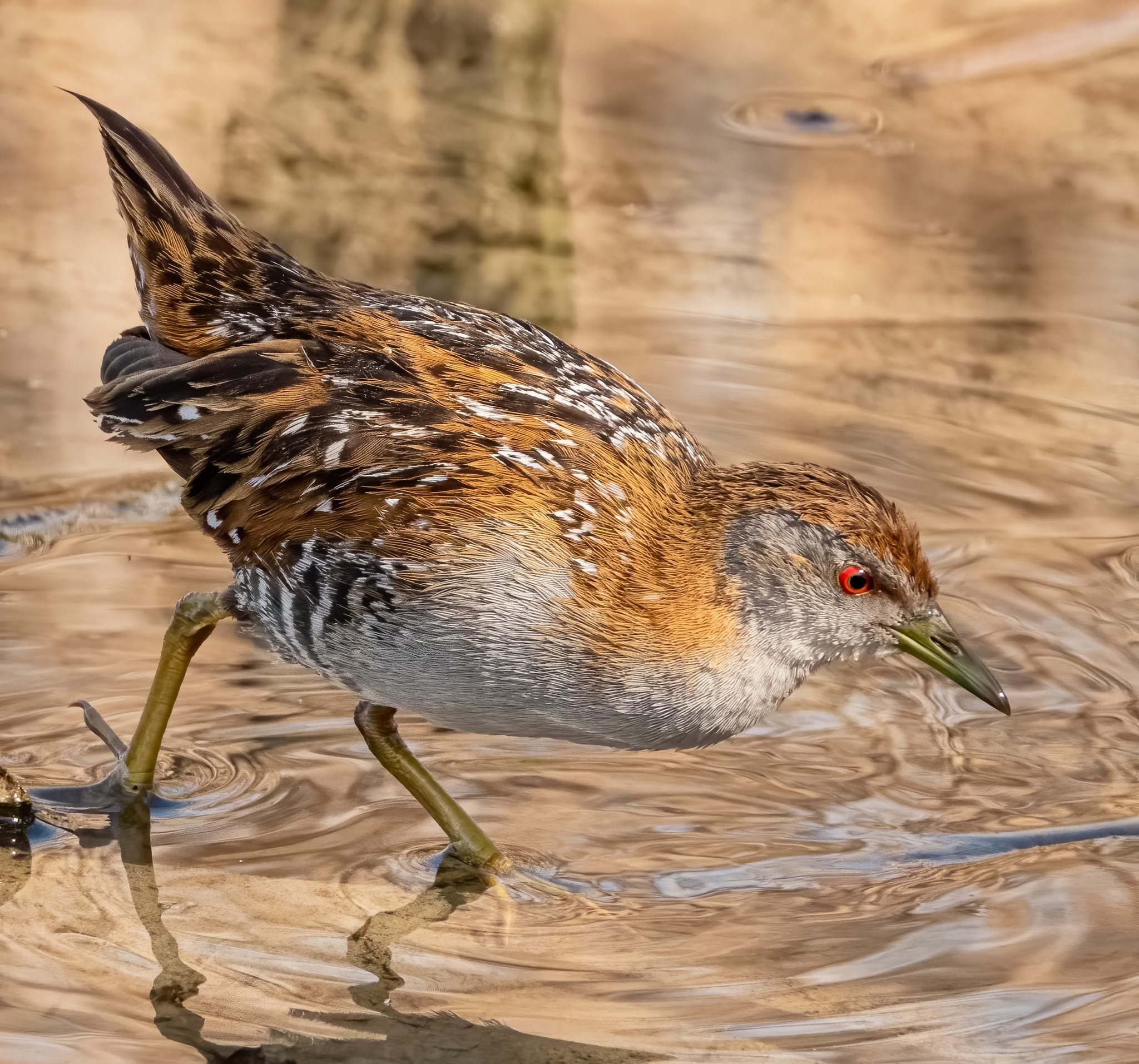 Creature Feature! Marsh Crake (Zapornia pusilla) Kotoreke
There won't be many people who have seen this shy bird. Living as it does in dense wetland vegetation it rarely comes into open viewing. It is known in Waimakariri near the mouth of the Waimakariri River and in parts of the Tuhaitara Coastal Park. If you look along the raupo edges of the Waimakariri below Kaiapoi you might be in with a chance of seeing one.
Part of the rail family, marsh crakes are similar to the spotless crake (which is black), and the banded rail (which is larger). They feed on invertebrates and the seeds of aquatic plants and are considered to be declining in numbers largely because of loss of the wetland habitat they depend on.
Listen to their call here on NZ Birds Online https://www.nzbirdsonline.org.nz/species/marsh-crake
Photo credit: Cindy Signal